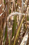 Cogongrass